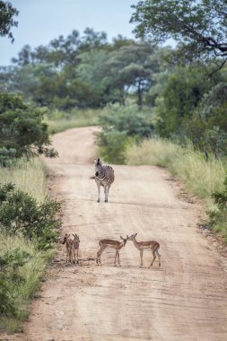 Güney Afrika 'daki Kruger Ulusal Parkı' nda yaygın İmpala ve sade zebra