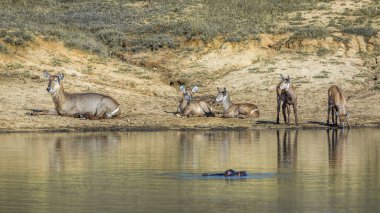 Ortak Waterbuck Kruger National park, Güney Afrika