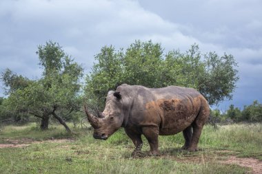 Güney beyaz gergedan Kruger National park, Güney Afrika