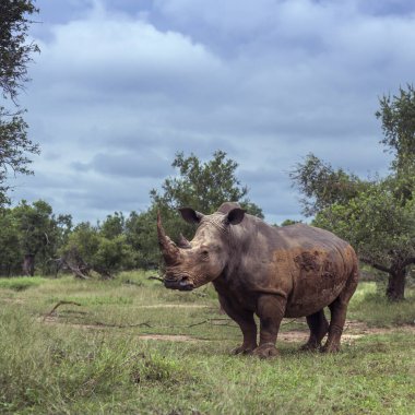 Güney beyaz gergedan Kruger National park, Güney Afrika