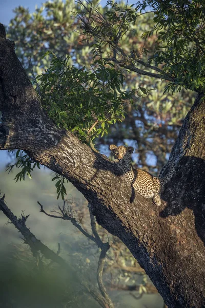 Léopard dans le parc national de Kruger, Afrique du Sud — Photo