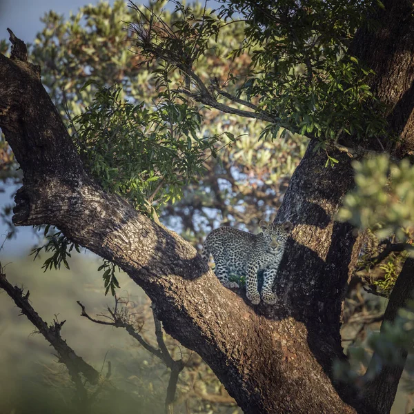 Leopard v Kruger National park, Jihoafrická republika — Stock fotografie