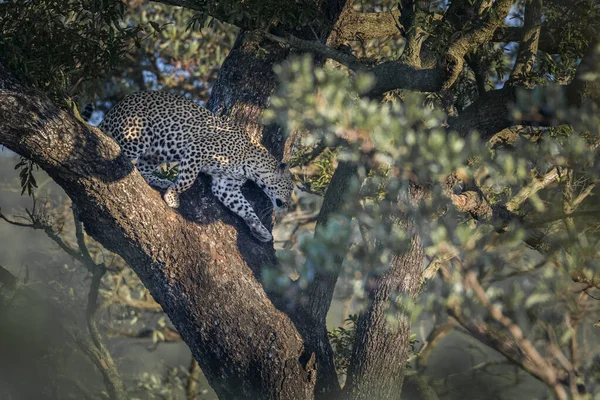 Leopard Kruger Nemzeti park, Dél-afrikai Köztársaság — Stock Fotó