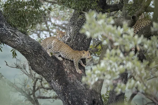 Lampart w Kruger National park, Afryka Południowa — Zdjęcie stockowe