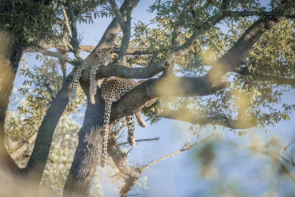 Lampart w Kruger National park, Afryka Południowa — Zdjęcie stockowe