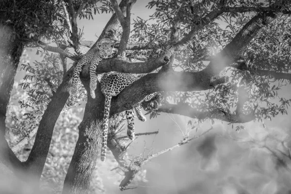 Leopard i Kruger National park, Sydafrika — Stockfoto