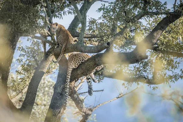 Leopardo nel parco nazionale di Kruger, Sud Africa — Foto Stock