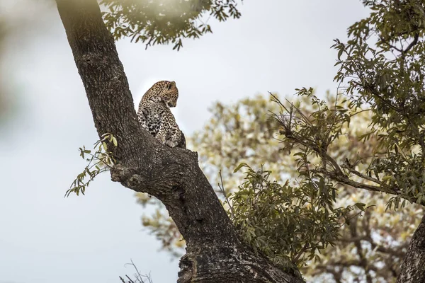 Léopard dans le parc national de Kruger, Afrique du Sud — Photo
