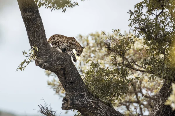 Leopardo nel parco nazionale di Kruger, Sud Africa — Foto Stock