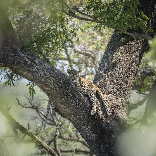 Lampart w Kruger National park, Afryka Południowa — Zdjęcie stockowe