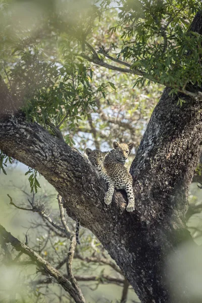 Leopardo en el Parque Nacional Kruger, Sudáfrica —  Fotos de Stock
