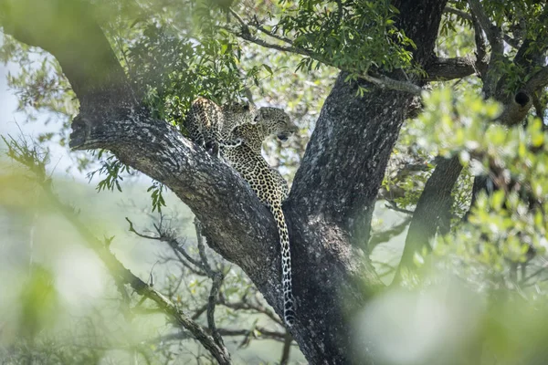 Lampart w Kruger National park, Afryka Południowa — Zdjęcie stockowe