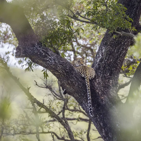 Lampart w Kruger National park, Afryka Południowa — Zdjęcie stockowe