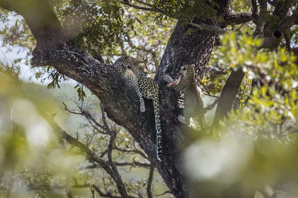Lampart w Kruger National park, Afryka Południowa — Zdjęcie stockowe