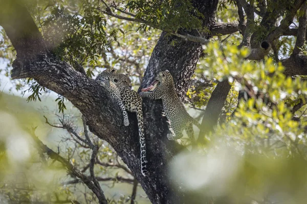 Léopard dans le parc national de Kruger, Afrique du Sud — Photo