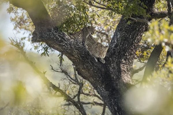 Leopardo nel parco nazionale di Kruger, Sud Africa — Foto Stock