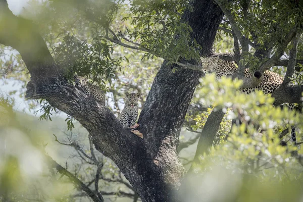 Léopard dans le parc national de Kruger, Afrique du Sud — Photo