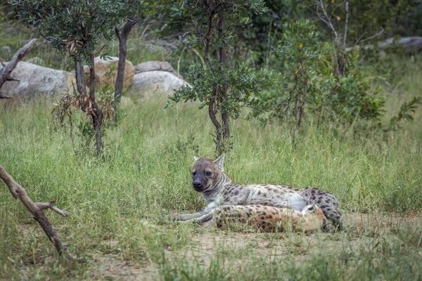 Benekli hyaena Kruger National park, Güney Afrika — Stok fotoğraf