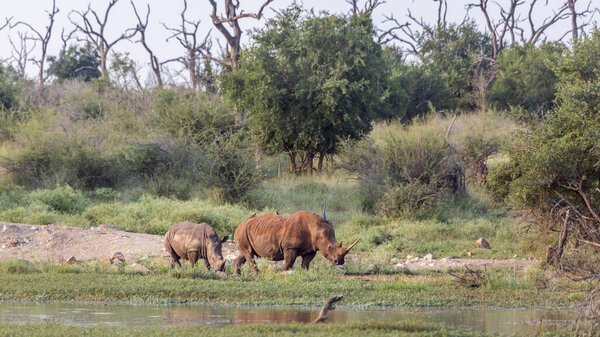 Southern white rhinoceros in Kruger National park, South Africa