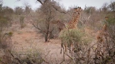Güney Afrika Kruger Ulusal Parkı 'nda öpüşen iki zürafa, Giraffidae' nin Tür Giraffa camelopardalis ailesi.