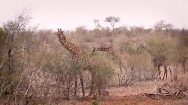 Güney Afrika Kruger Ulusal Parkı 'ndaki kuru savanda yemek yiyen üç zürafa; Giraffidae familyasından Specie Giraffa camelopardalis.