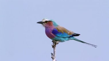 Güney Afrika 'daki Kruger Ulusal Parkı' nda mavi arka planda izole edilmiş leylak göğüslü patenler; Coraciidae familyasından Specie Coracias uyardı