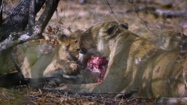 Güney Afrika 'daki Kruger Ulusal Parkı' nda yavru aslan yiyen Afrikalı dişi aslan; Felidae 'deki Specie Panthera Leo ailesi
