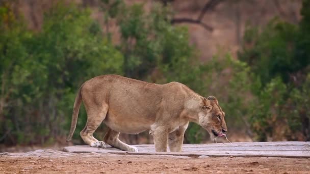南アフリカのクルーガー国立公園の池でアフリカ人の雌ライオンを飲む 種のパンサレオFelidaeの家族 — ストック動画