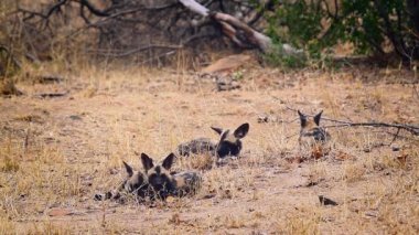 Güney Afrika 'daki Kruger Ulusal Parkı' nda küçük bir Afrika vahşi köpeği grubu; Canidae ailesinden Specie Lycaon pictus