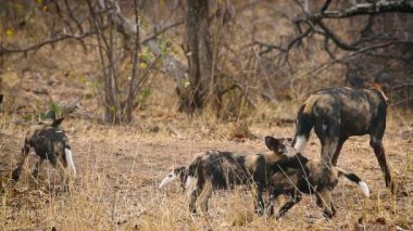 Güney Afrika 'daki Kruger Ulusal Parkı' nda yavrularını besleyen Afrikalı vahşi köpek anne; Canidae ailesinden Specie Lycaon pictus