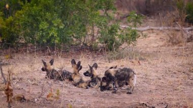 Güney Afrika 'daki Kruger Ulusal Parkı' nda küçük bir Afrika vahşi köpeği grubu; Canidae ailesinden Specie Lycaon pictus