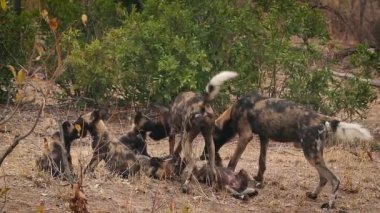 Güney Afrika 'daki Kruger Ulusal Parkı' nda yavruları olan Afrikalı vahşi köpek çifti ve Canidae 'deki Specie Lycaon Pictus ailesi.