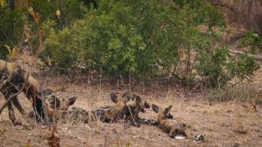Güney Afrika 'daki Kruger Ulusal Parkı' nda yavrularını besleyen Afrikalı vahşi köpek anne; Canidae ailesinden Specie Lycaon pictus