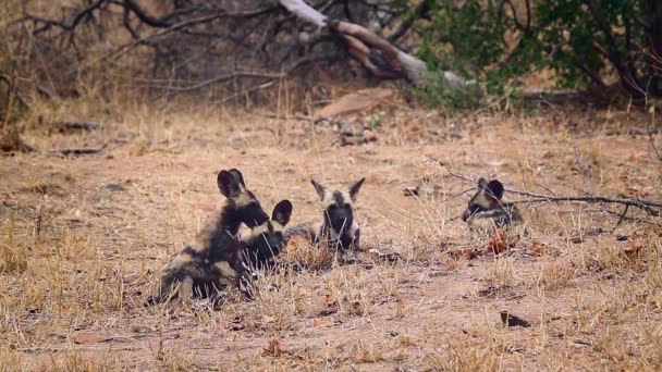 Pequeno Grupo Jovens Cães Selvagens Africanos Parque Nacional Kruger África — Vídeo de Stock