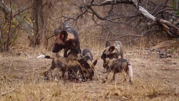 Cane Selvatico Africano Madre Che Alimenta Suoi Cuccioli Nel Parco — Video Stock
