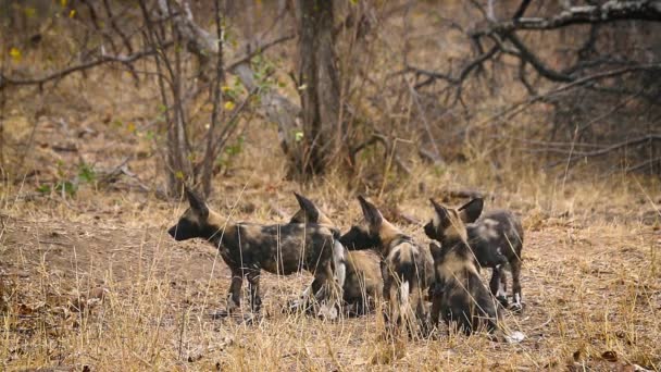 Kis csoport fiatal afrikai vad kutya játszik Kruger Nemzeti Park, Dél-Afrika; Faj Lycaon pictus család kutyafélék
