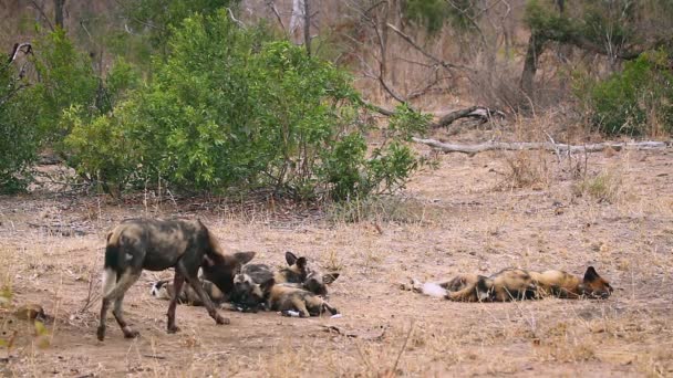 在南非克鲁格国家公园 一对非洲野狗夫妇和他们的幼崽在一起 特别是在卡尼达的Lycaon Pictus家 — 图库视频影像
