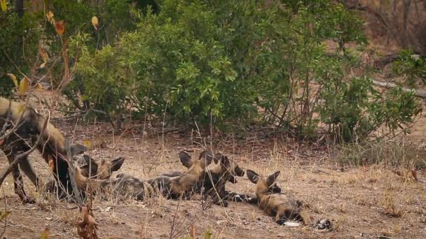 Mère de chien sauvage africaine nourrissant ses petits dans le parc national Kruger, Afrique du Sud   famille des Canidae Lycaon pictus 