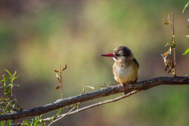 Güney Afrika 'daki Kruger Ulusal Parkı' nda doğal olarak izole edilmiş bir dalda kahverengi kapüşonlu Kingfisher; Alcedinidae familyasından Specie Halcyon albiventris