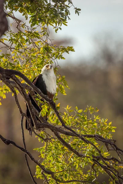 Afrikanischer Fischadler Gegenlicht Kruger Nationalpark Südafrika Familie Der Accipitridae Der — Stockfoto