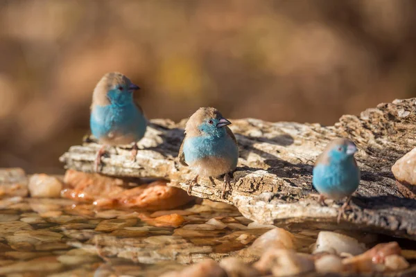 Tři Modrozlaté Cordonbleu Pramene Národním Parku Kruger Jižní Africe Druh — Stock fotografie