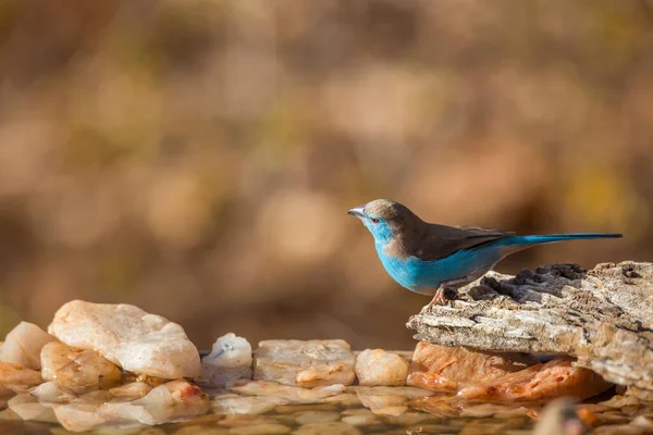 Blauwborst Cordonbleu Mannetje Bij Waterpoel Kruger National Park Zuid Afrika — Stockfoto