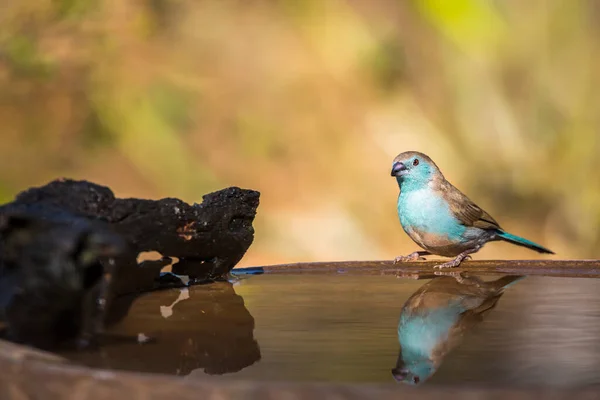 Blauwborstcordonbleu Bij Watervijver Met Reflectie Nationaal Park Kruger Zuid Afrika — Stockfoto