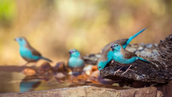 Skupina Modrých Prsou Cordonbleu Pití Rybníka Kruger National Park Jižní — Stock fotografie