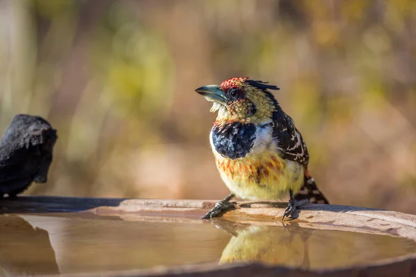 Crested Barbet Lagoa Água Parque Nacional Kruger África Sul Espécie — Fotografia de Stock