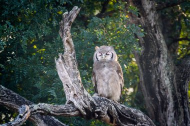 Verreaux Eagle-Owl, şafak vakti Güney Afrika 'daki Kruger Ulusal Parkı' nda, Strigidae ailesinden Specie Bubo Lacteus 'un kütüğünde duruyor.