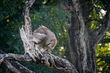 Güney Afrika 'daki Kruger Ulusal Parkı' nda avını yiyen Verreaux Eagle-Owl, Strigidae ailesinden Specie Bubo Lacteus.