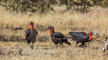 Güney Afrika 'daki Kruger Ulusal Parkı' nda Savannah 'da üç Güney Saha Hornbills; Bucerotidae familyasının önde gelen isimlerinden Specie Bucorvus