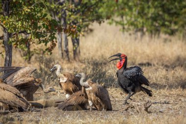 Güney Ground Hornbills ve akbabalar Kruger Ulusal Parkı, Güney Afrika 'da; Specie Bucorvus en önde gelen Bucerotidae ailesi