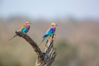 Güney Afrika 'daki Kruger Ulusal Parkı' nda bir kütüğün üzerinde duran birkaç leylak göğüslü patenci, Coraciidae familyasından Specie Coracias tarafından uyarıldı.